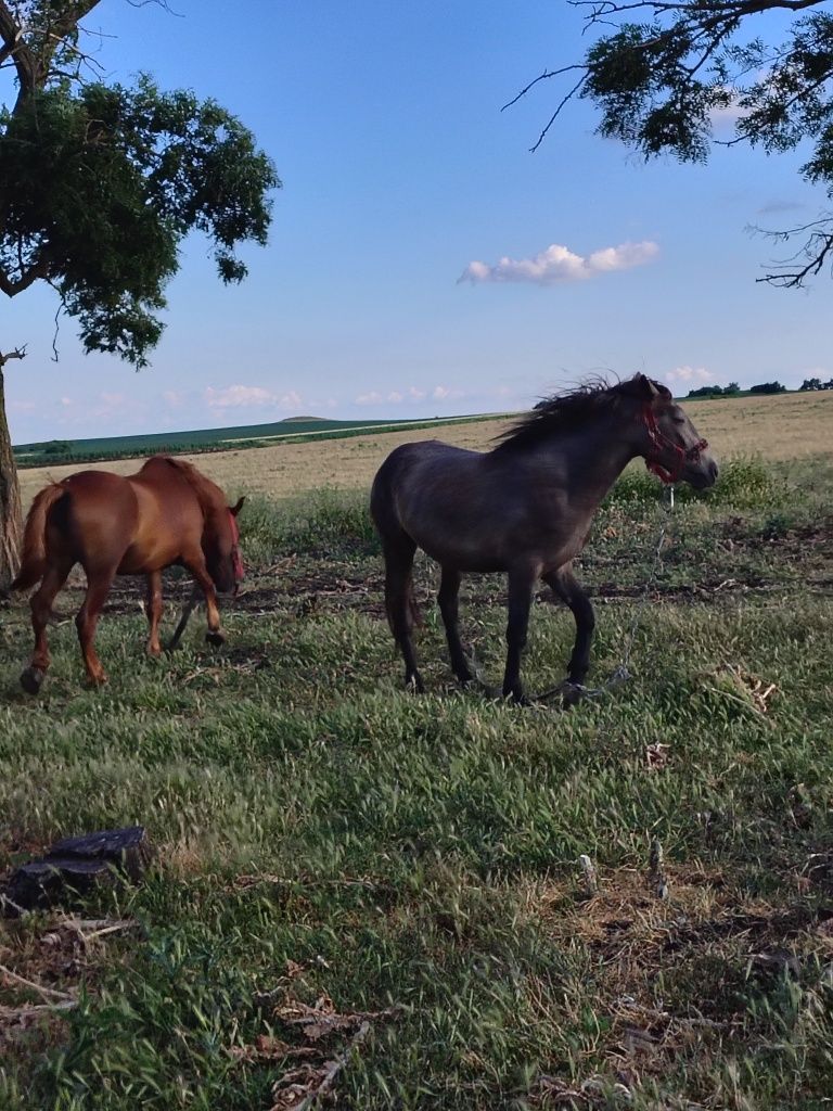 De vânzare mânză de un an și șapte luni și o iapă