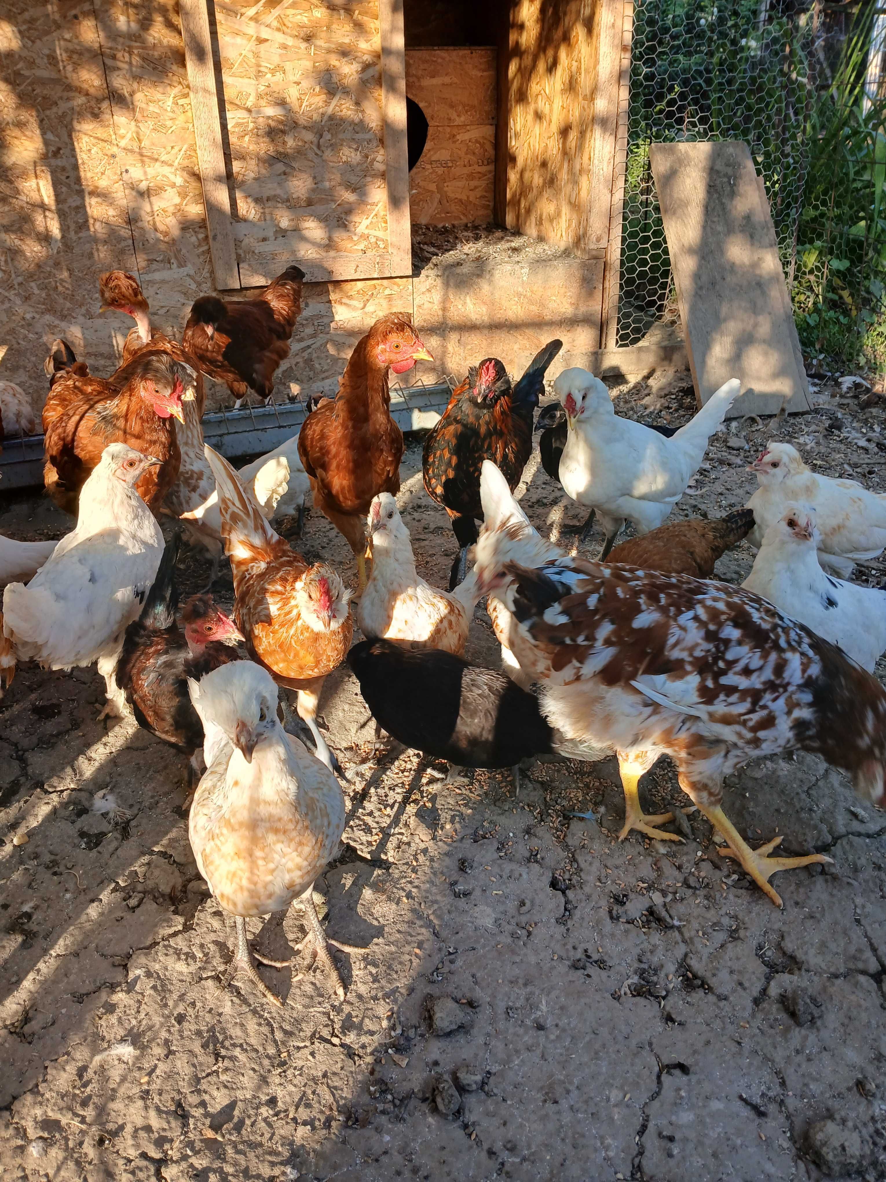 Padoane, Motate, tineret găini de 4 luni