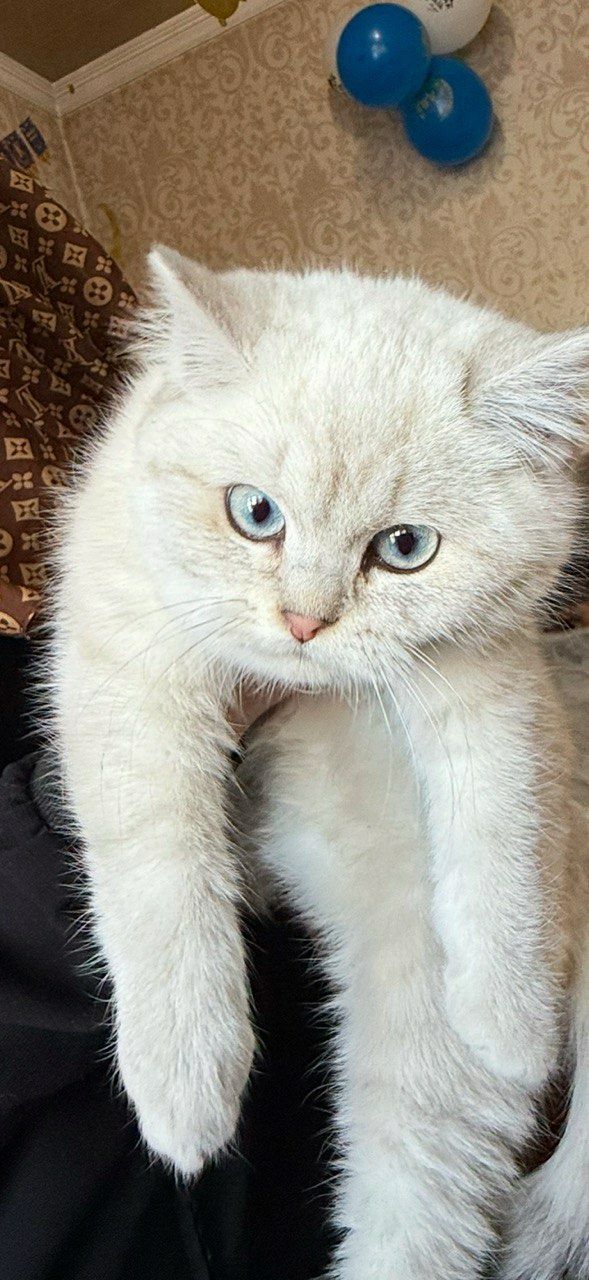 British Shorthair Chinchilla