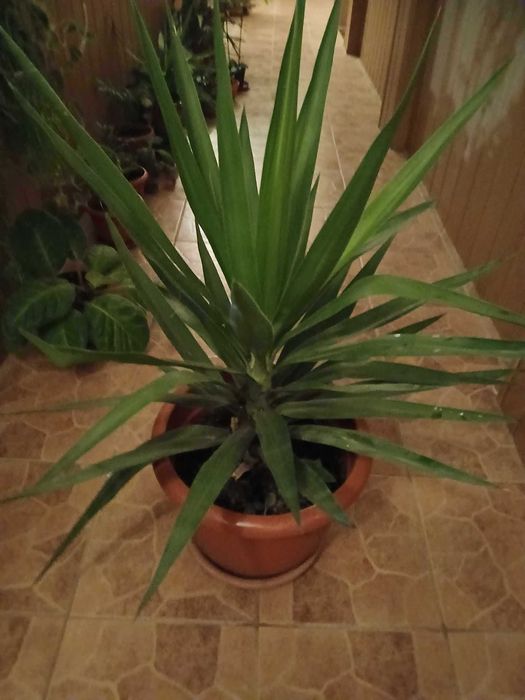 Vând plante yuca