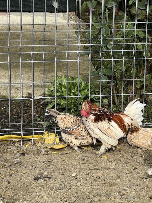 Vand doi cocosi mii de flori