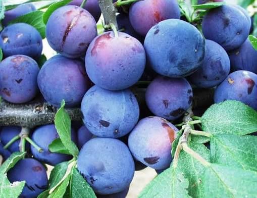 Pomi Fructiferi Stravechi Glia Stramoseasca (Soiuri De Prun )