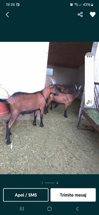 Țapi Alpin francezi