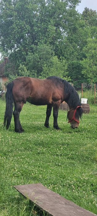 Vand sau schimb Armăsar 6 ani
