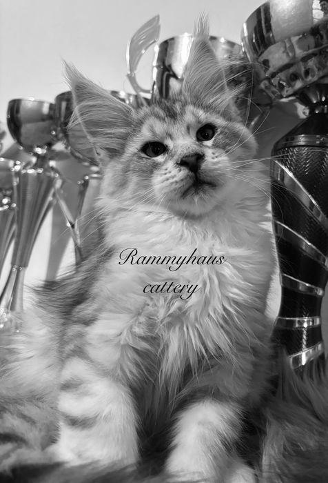 Felisa autorizata WCF, vinde pisoi cu pedigree rasa Maine coon