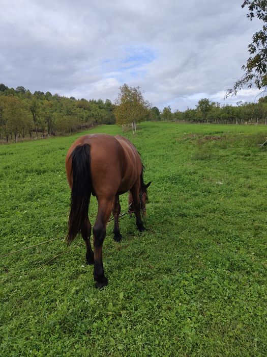 Mânz de vânzare...