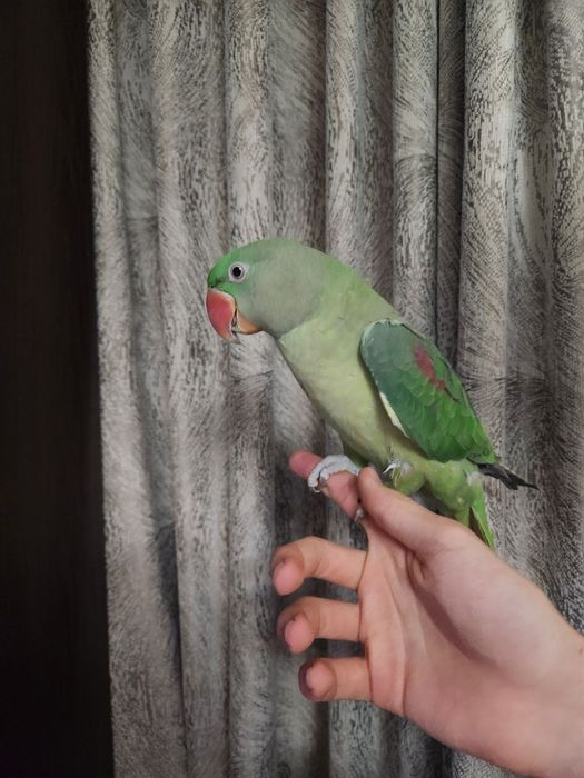 Продам молодого Александрийского попугая