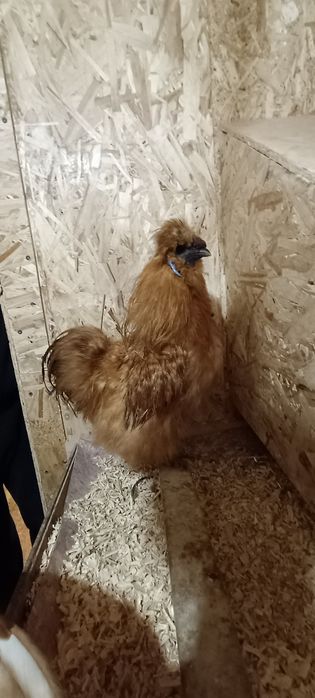 Петушок шелковой хохлатой.