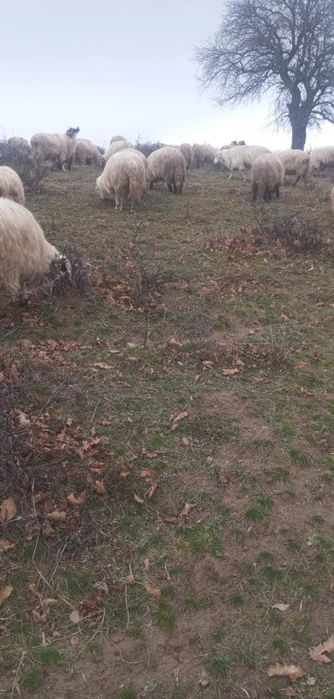 oi tinere de vanzare