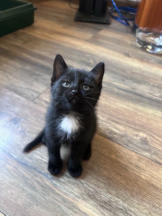 Котята ищут заботливых хозяев