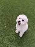 Bichon Maltez Vand Urgent!!