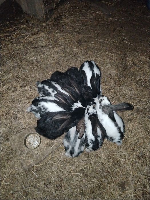 Кролики разный возраст и пол