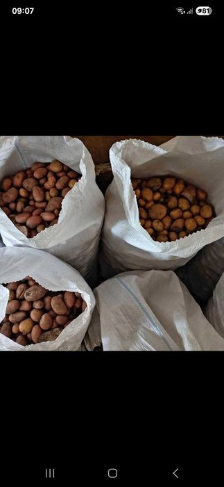 Cartofi pentru animale