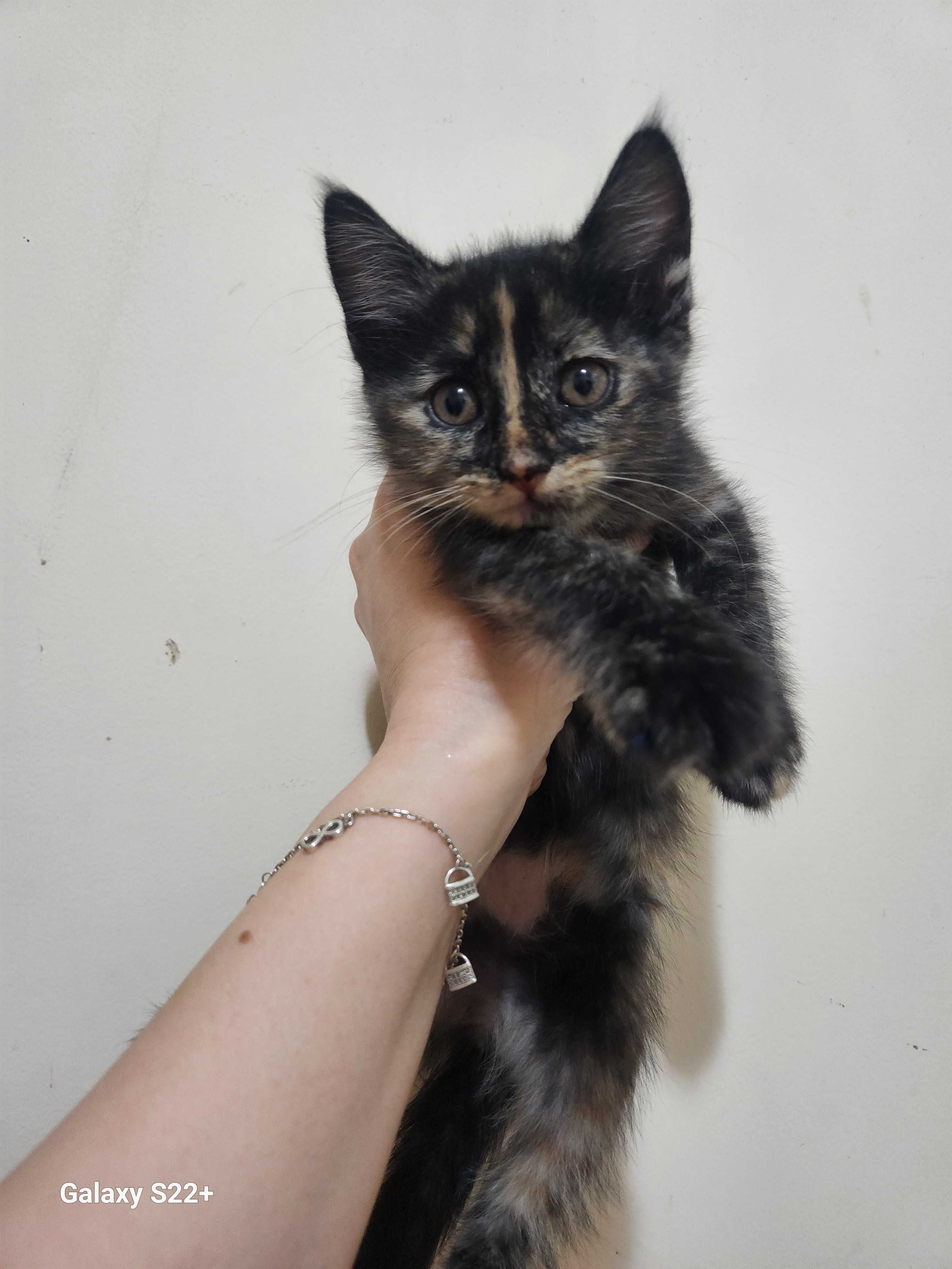 Мушукчалар ( КОТЯТА ) ХАДЯ