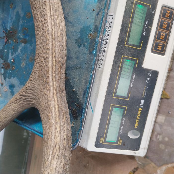 Corn de cerb carpatin