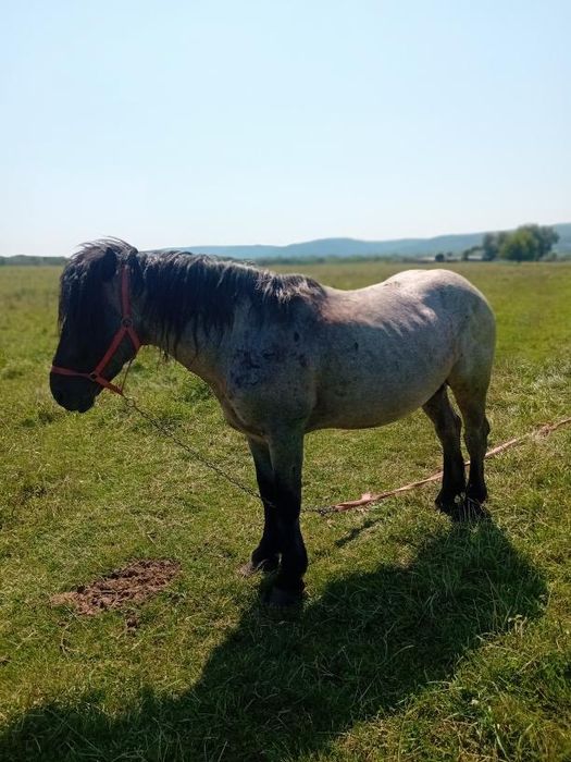 Cal semi greu de vanzare