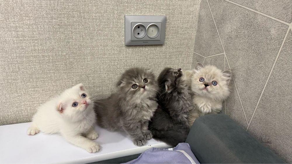 Продаются котята