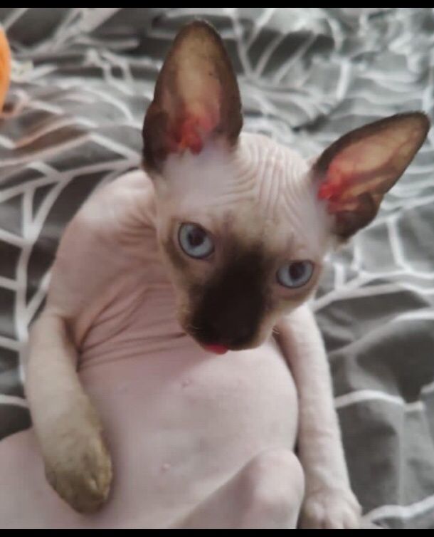 Oferta speciala pisoi sphynx sfinx terapie garantata