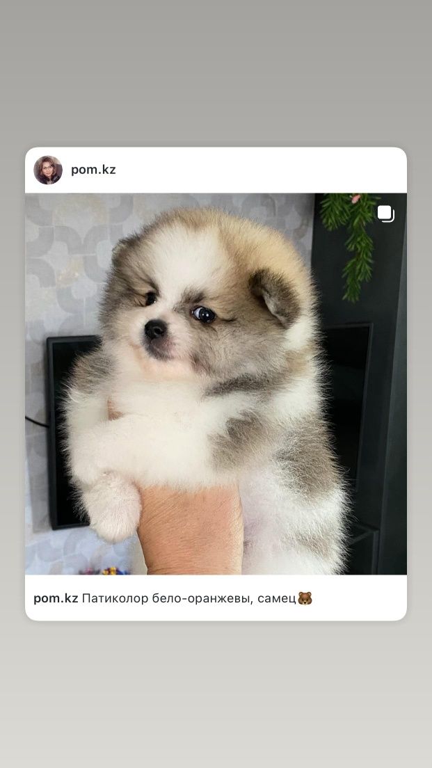 Щенки разного окраса