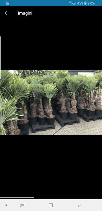 Vindem palmieri de mai multe dimensiuni ce rezistă la -20grade