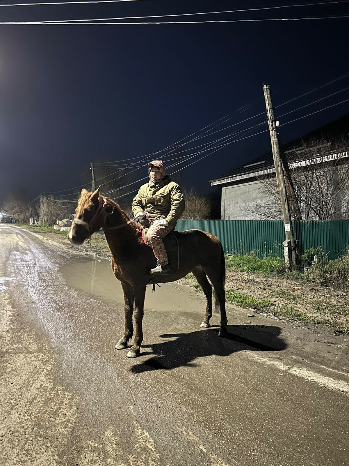 Айгыр сатылады 4жасар