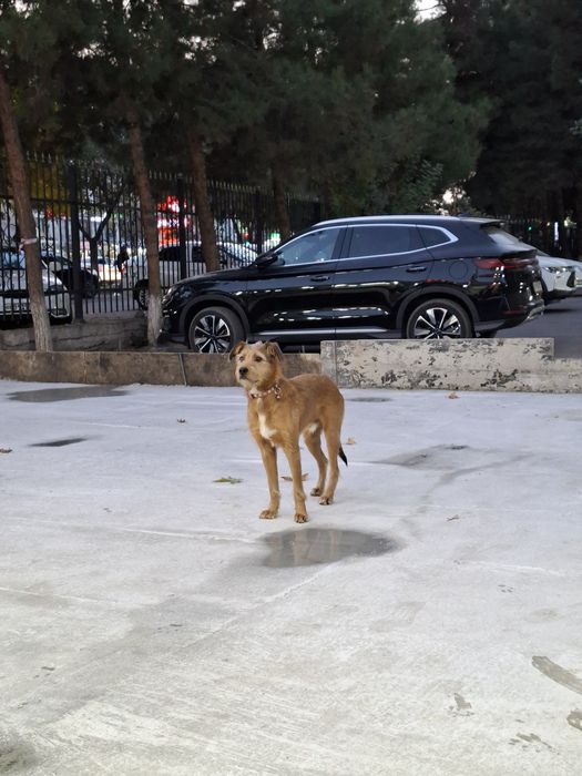 Отдаю собаку бесплатно для хорошего ухода..
