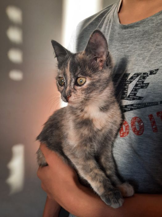 Кішкентай мысық бар. 3 айлық, ұрғашы.