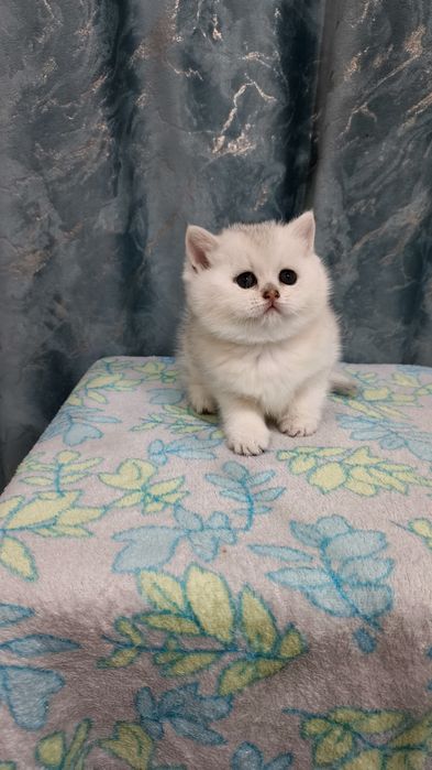 Продаётся чистокровная шотландская девочка скоттиш-страйт