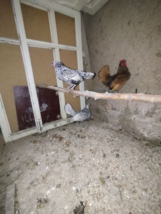 Продам  кур сибрайтов 3+1