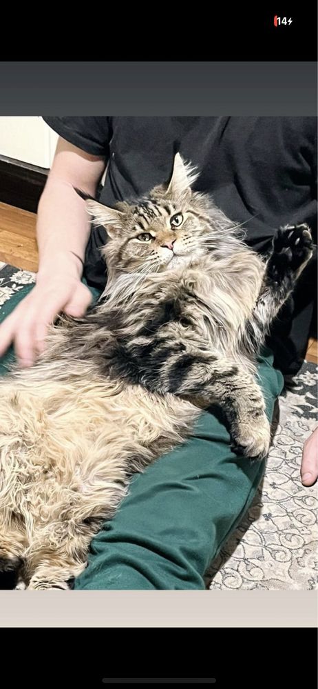 Котята мейнкуну крупные