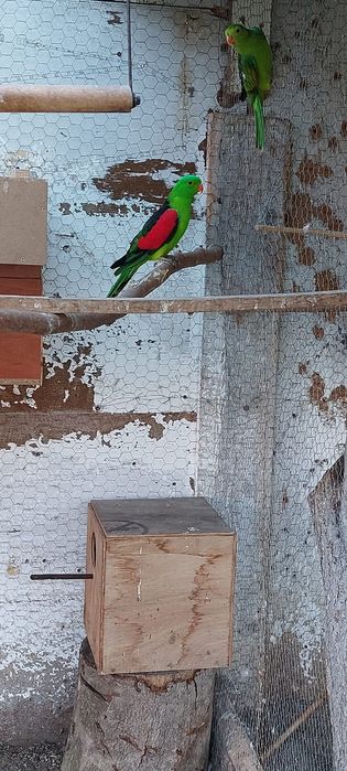 Vind papagalimarele alexander china maturi