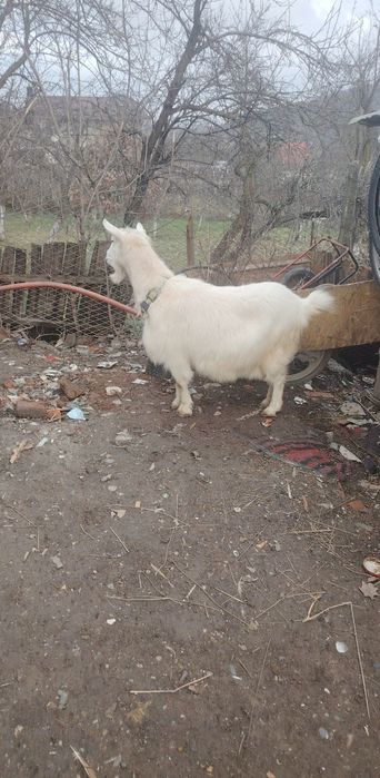 Vând do capre bune de laptee