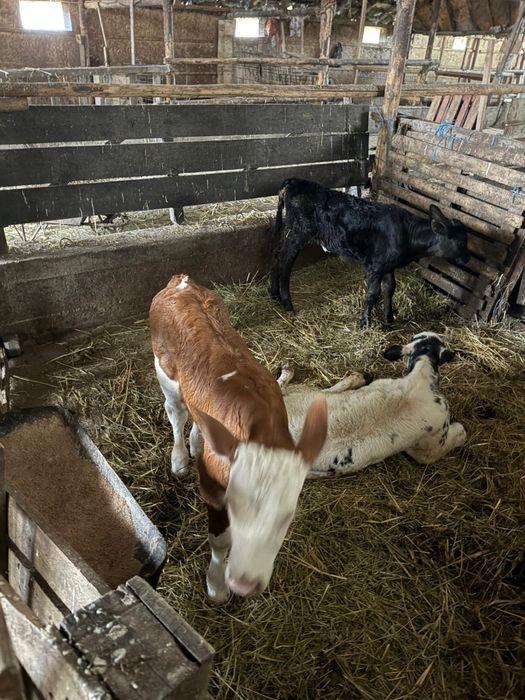 Vitei de rasa Angus si Baltat cu Rosu