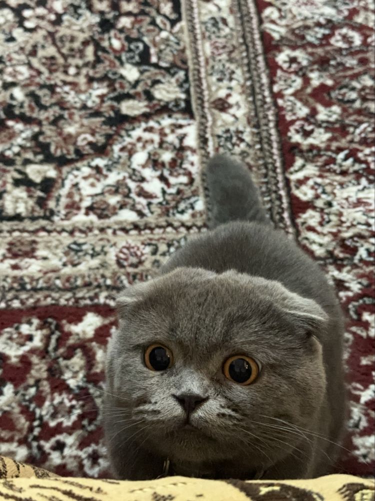 Красавец кот Скотиш Фолд на вязку