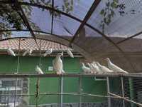 Бели Пощенски гълъби за Сватби,Тържества…