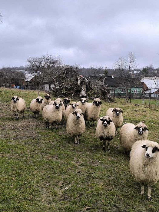 Vând oi foarte bune de ținut!