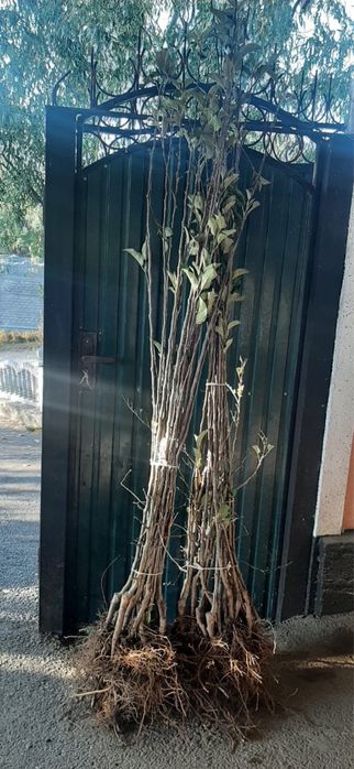 Продам саженцы все виды летних и зимних сортов яблонь