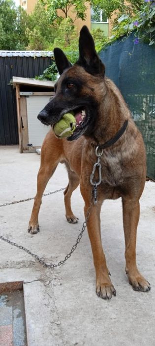 Белгииска овчарка Малиноа