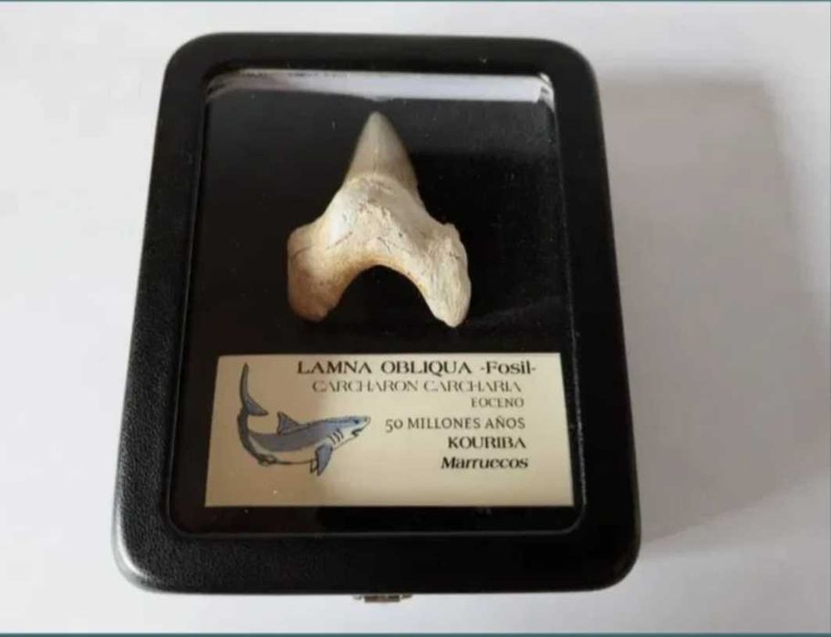Colt, dinte rechin, circa 50 milioane ani