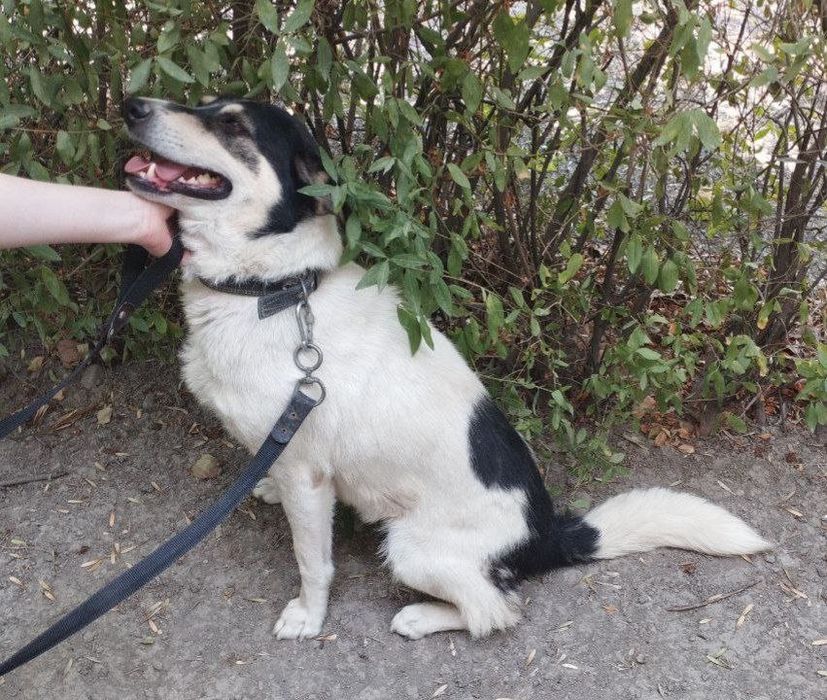 Девочка ищет семью и дом!