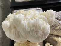 Saci substrat Coama leului (Hericium erinaceus ) ecologic.