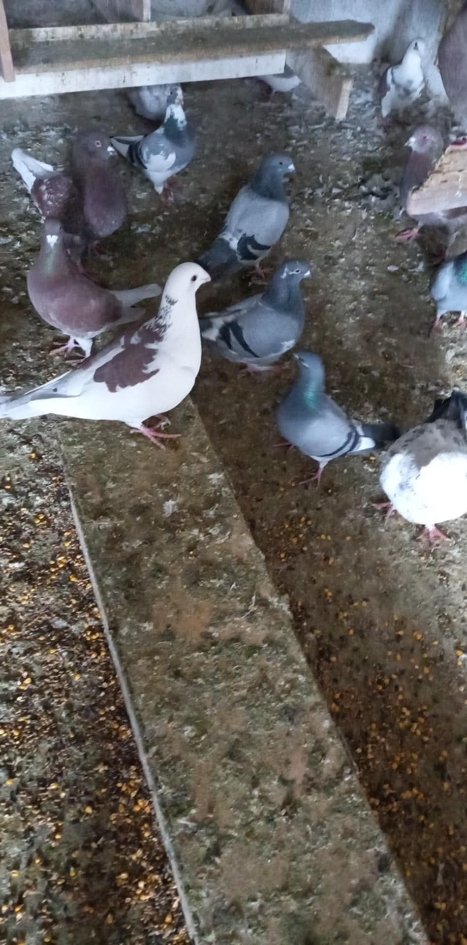 Porumbei disponibili