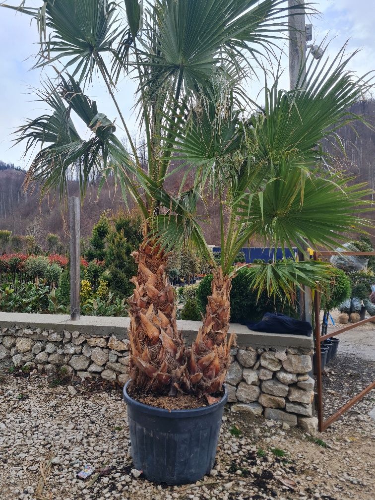 Palmieri trachycarpus fortunei rezistent la frig