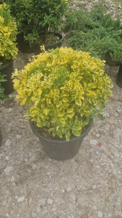 Tuia leylandii Mesteacăn