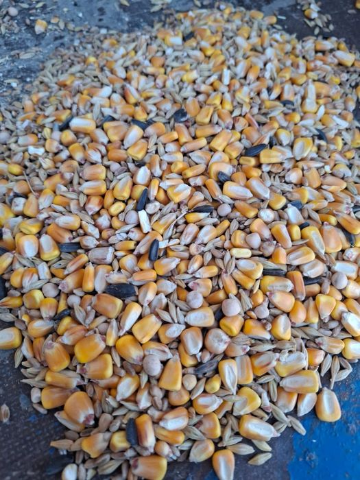 Vand cereale: porumb, grau, orz, floare, amestec, uruială!