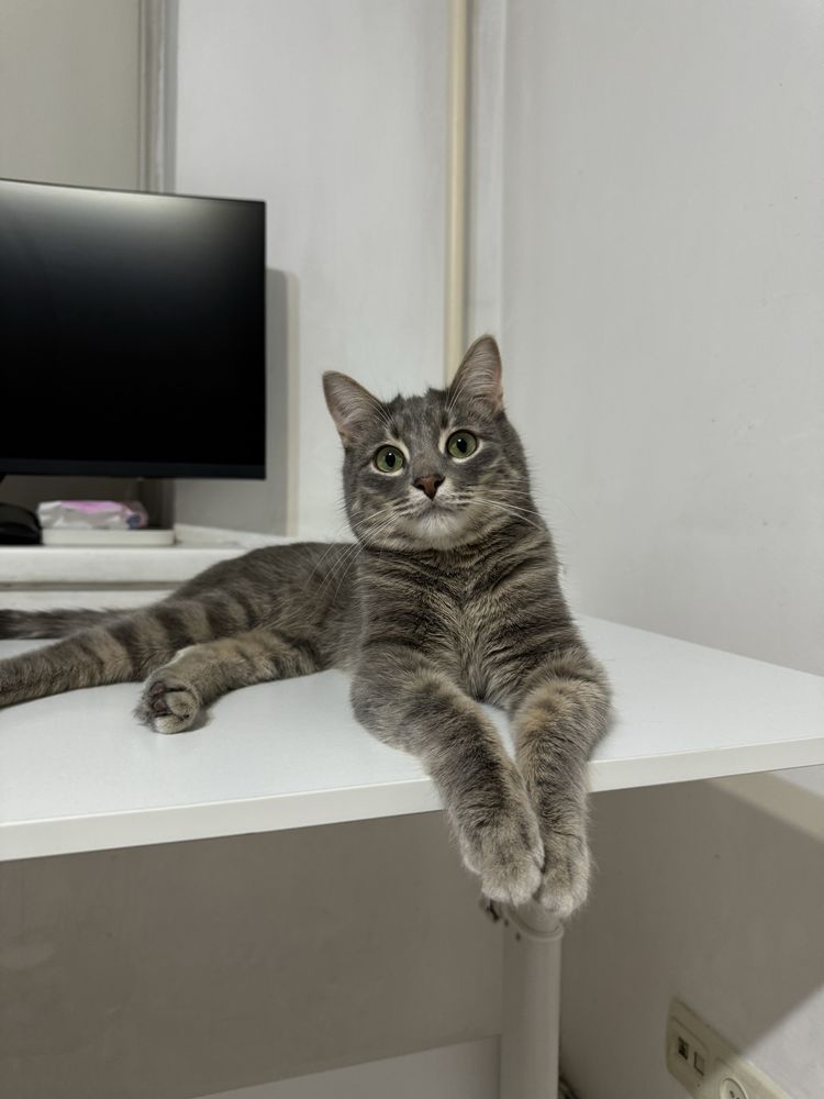 кот кошка котенок