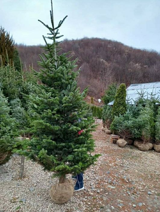 Brad argintiu si verde