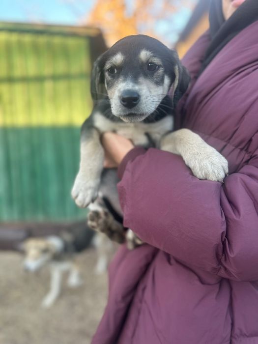 Милый щенок девочка срочно ищет дом