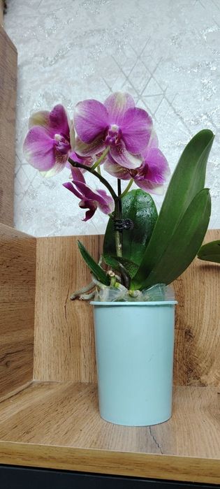 Орхидея Phalaenopsis Orchids in Purple