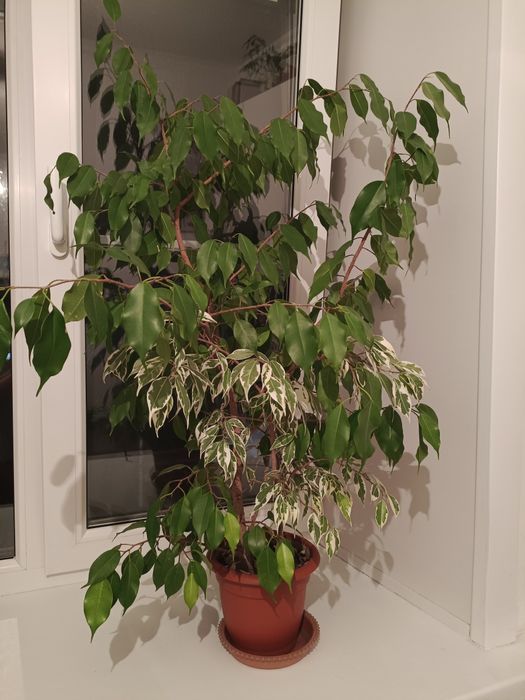 Фикус Бенджамина